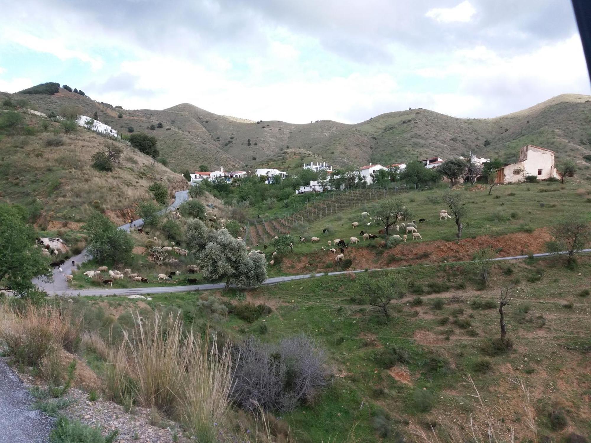 Casita Tomate Lägenhet Granada Exteriör bild